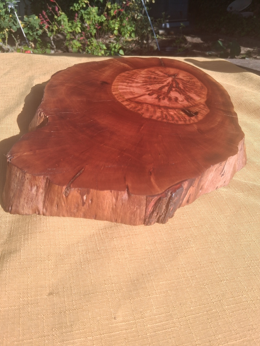 RARE 1925 Fullerton Pepperwood Live Edge Slab 15” x 2.5” - Picture 9 of 10